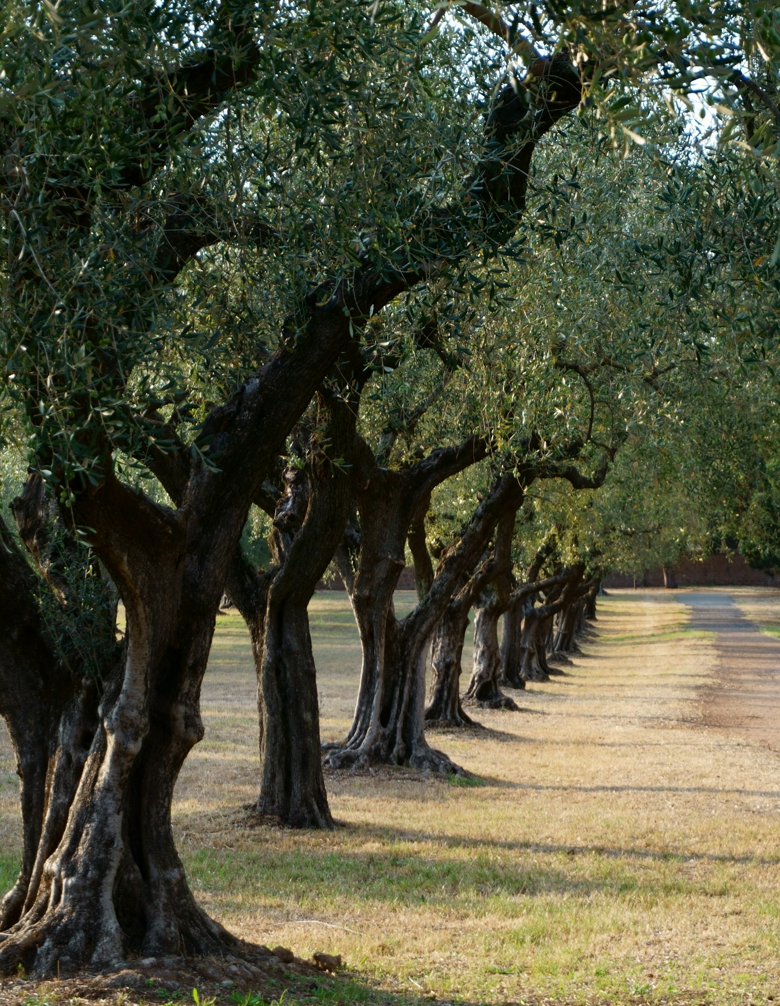 Mediterranean country estate with olive grove in Mallorca